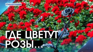 Донбасс расцвёл 56 лет назад: как один человек подарил Донецку статус города миллиона роз?