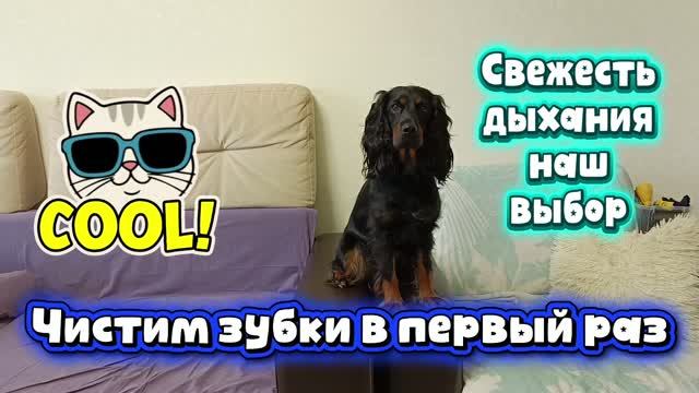 Собака в первый раз чистит зубы