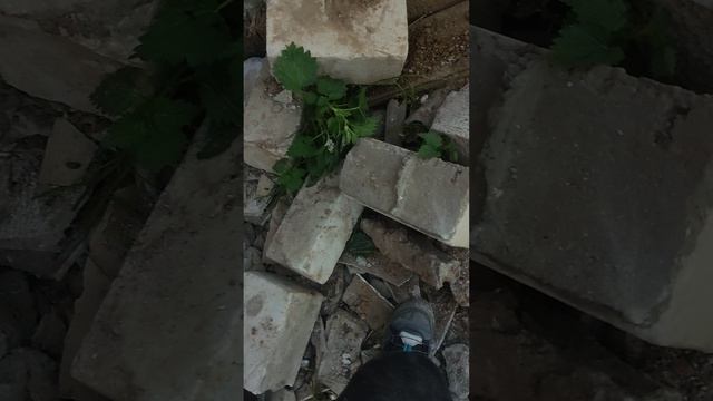 заПрошка 1