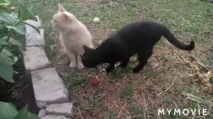 сельские будни