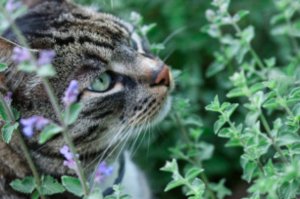 мы в лесу