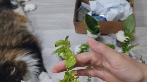 Распаковка посылки