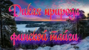 Дикая природа финской тайги