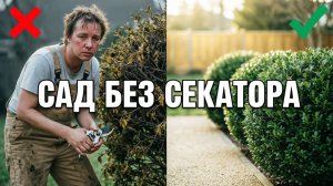 Какие кусты не нужно формировать.