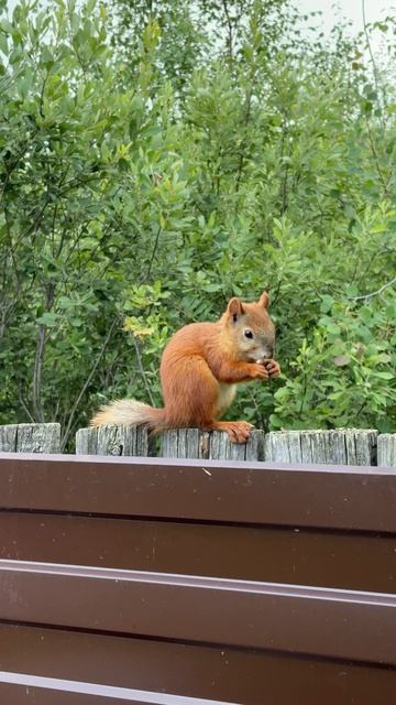 Доброе утро ☀️🐿️