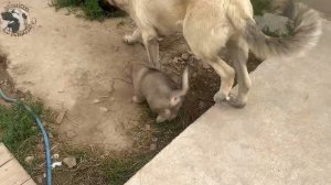 БАНДА АРМЯНСКИХ ГАМПРОВ🐾