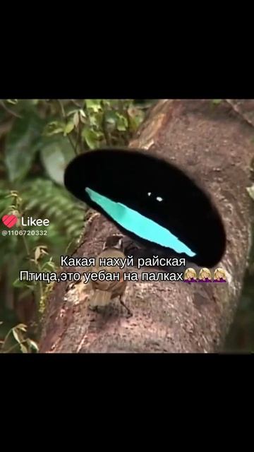 миленький птенец(жаль что он уебан на палочках)