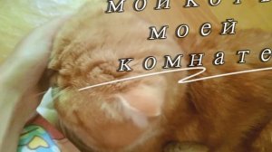 мой котик