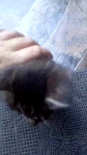 котята