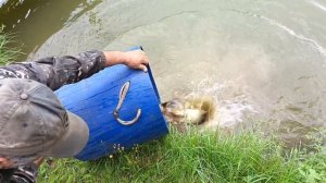 привоз Карпа на большой водоëм