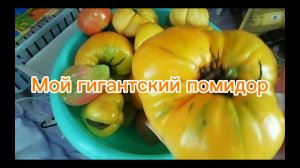 Мой помидор-гигант