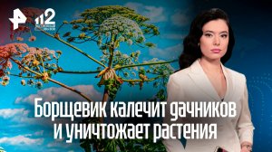 «Начала слезать кожа»: борщевик атаковал дачников в Подмосковье