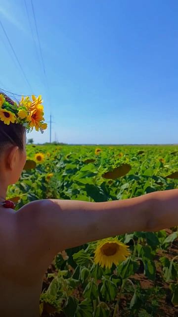 Свобода мысли в подсолнухах