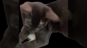 эдитко котики