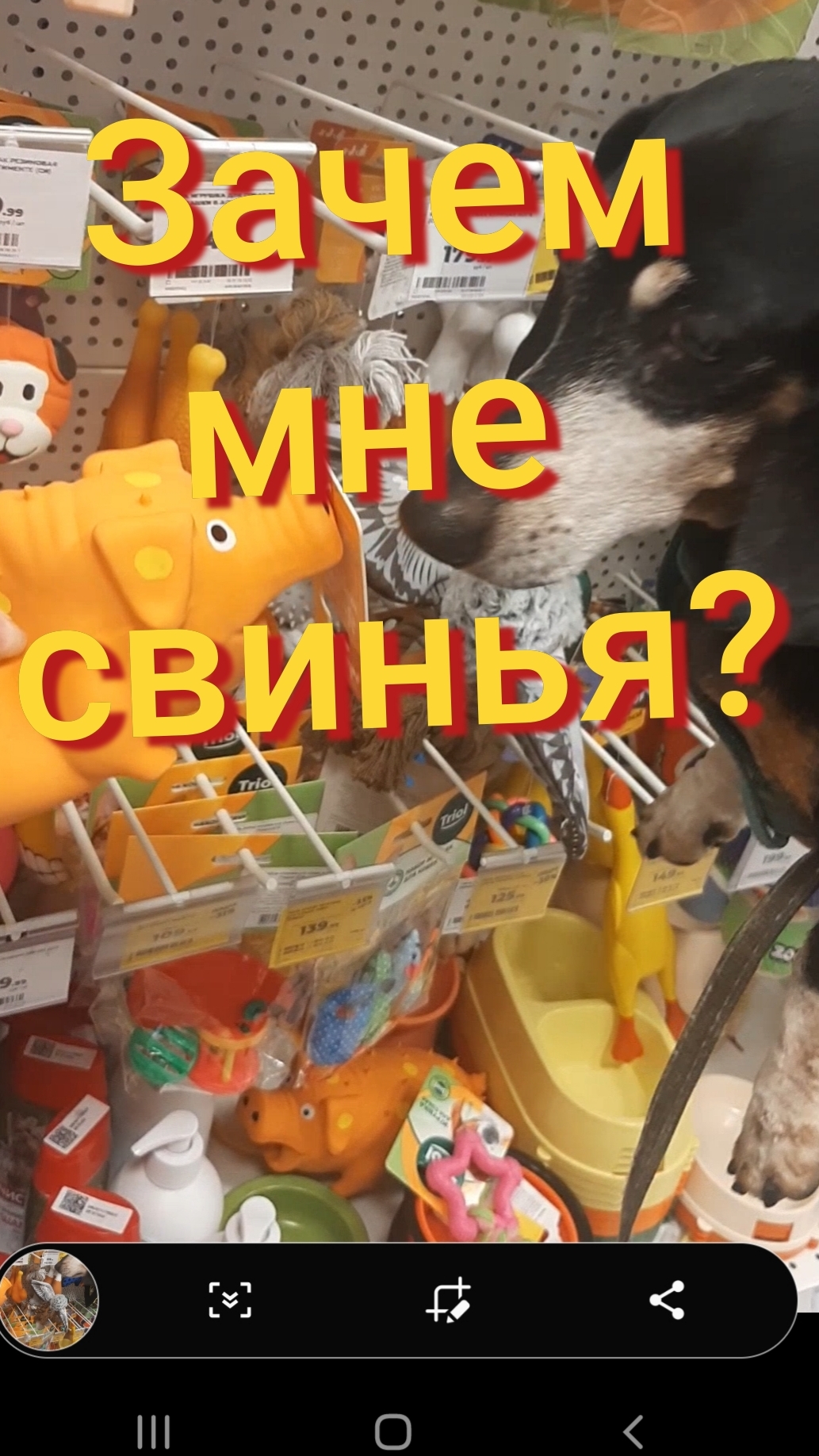 Собака такса! Зачем мне свинья?