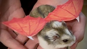 —★коллаб с Рыбкиным творчеством