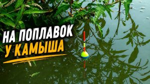 На ПОПЛАВОК у камыша - там, где РЫБА прячется