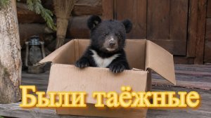 Были таежные