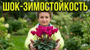 Зимостойкие цикламены.  Цикламены вышли в сад