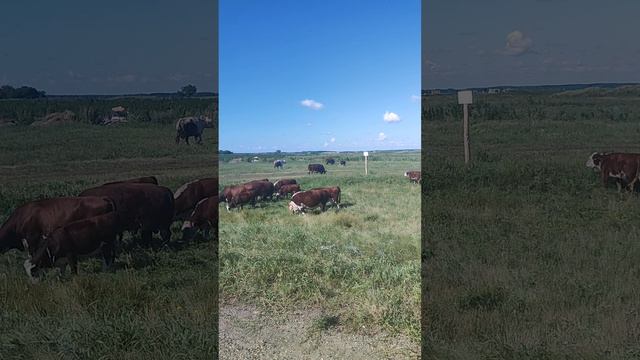 Еду за коровами,пасутся на проезжей части.
