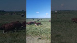 Еду за коровами,пасутся на проезжей части.