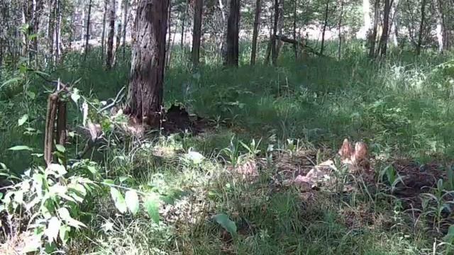 Семейство барсуков в объективе