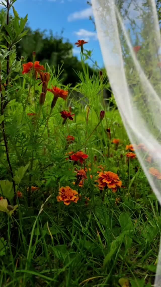Посмотри какое лето...🌺