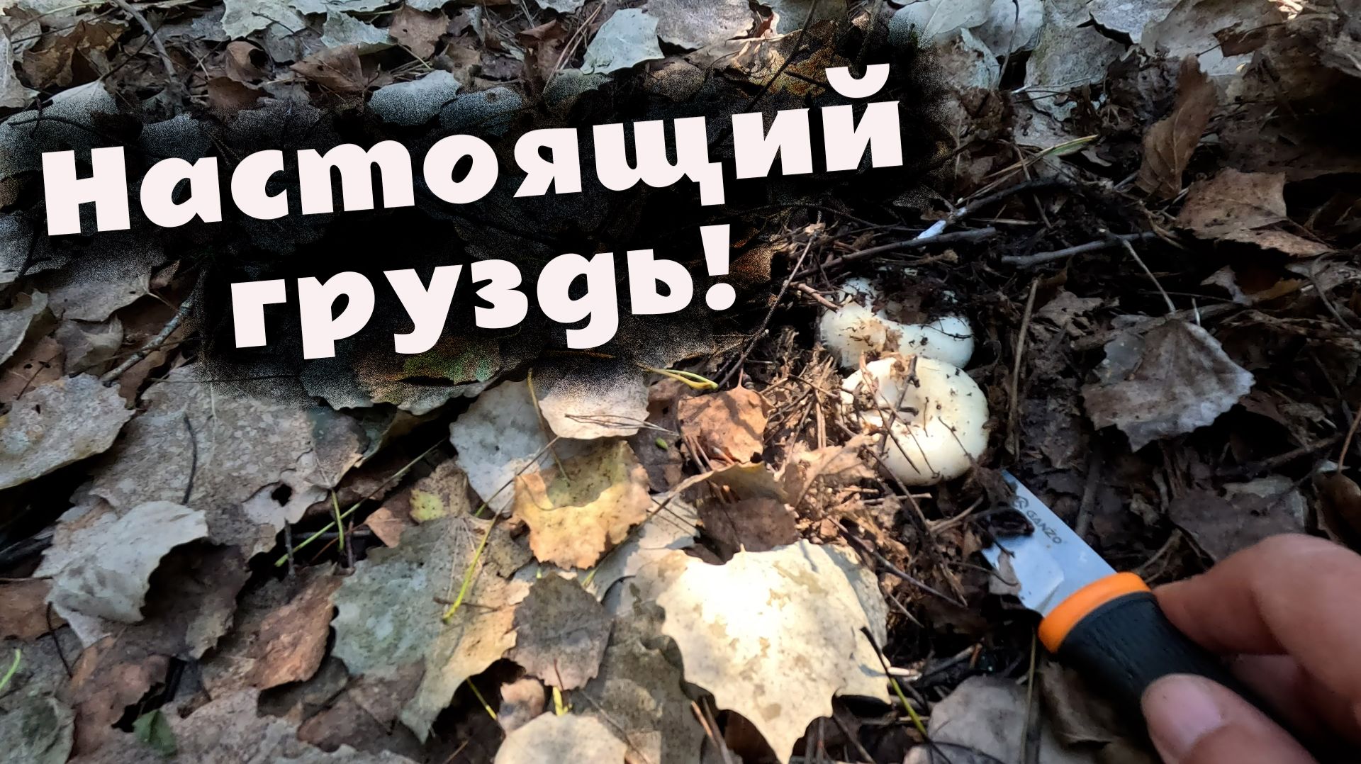Сырой груздь заставил полазить по кустам! Сезон грибов набирает обороты. + Появились первые рыжики!
