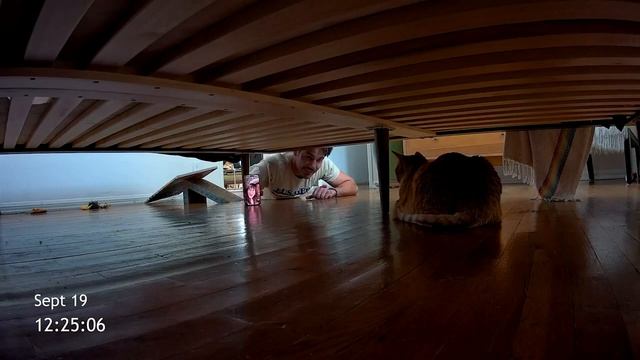 Хоррор с рыжим котом в главной роли — вышел трейлер фильма «Cat Cam»