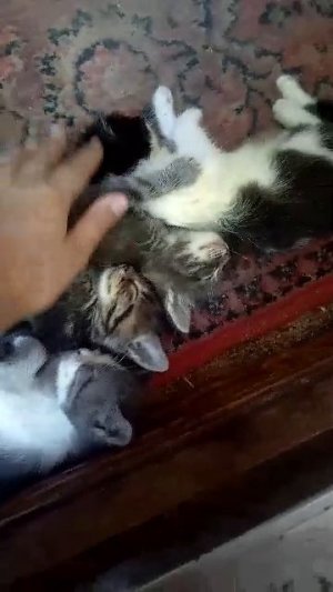 котята