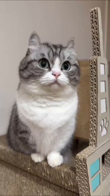 кот кошка котики Эдит SHILDER