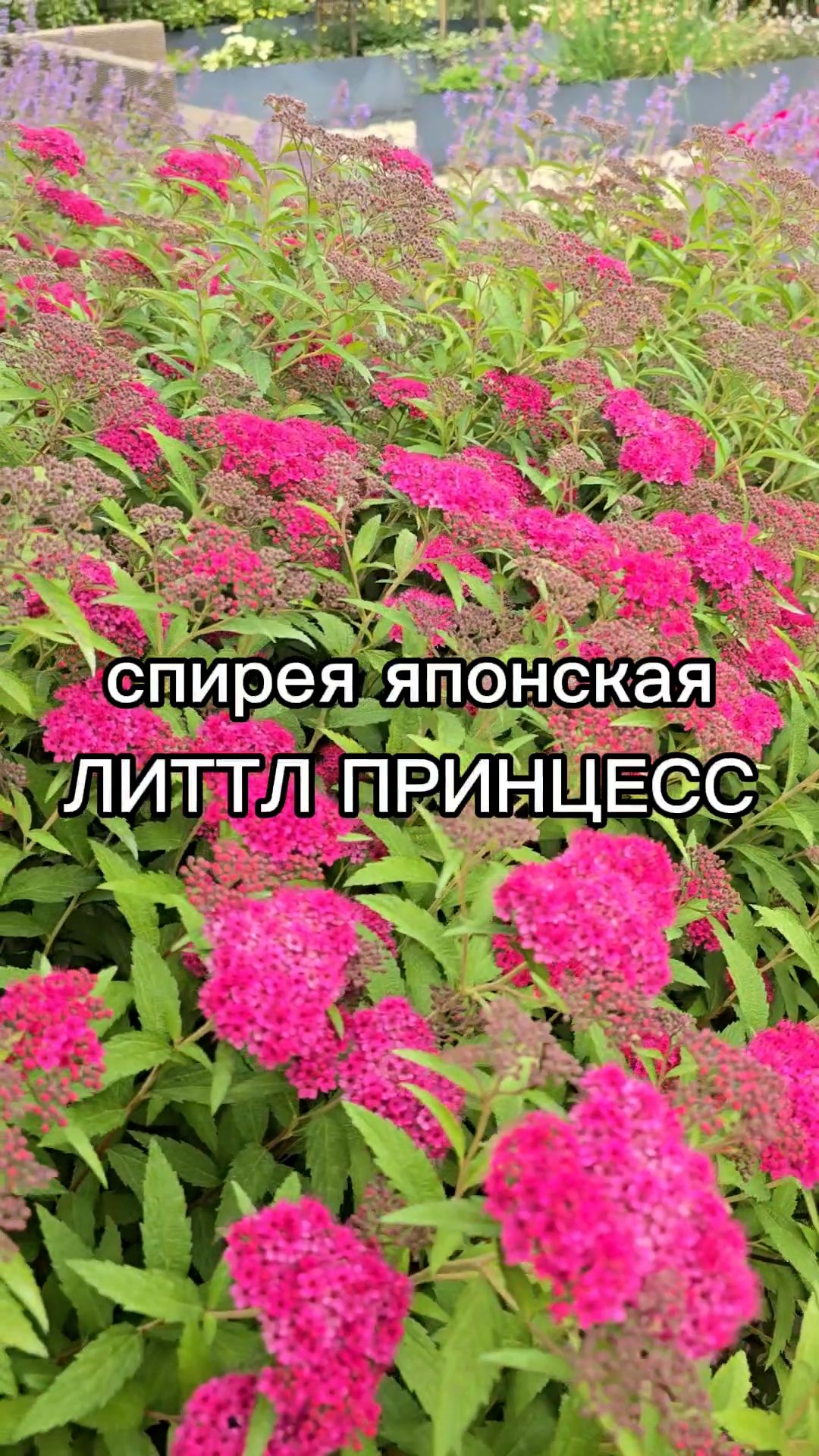 Кустарники. декоративные и плодовые деревья