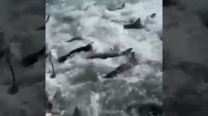 Рыбаки в Луизиане сняли «акулье безумие»