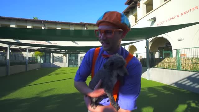 Блиппи в приюте для животных 🐩 Изучай этот Мир вместе с Блиппи
