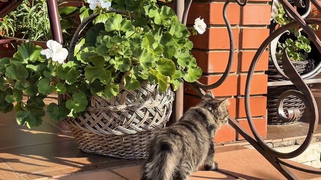 ДНЕВНИК Барсика и его котят «Погуляли мы немножко!» 20.08.2026