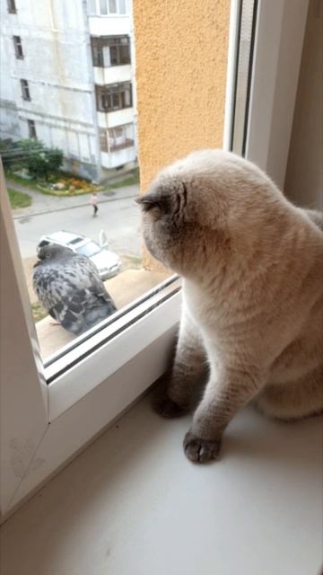 Кошка и голубь...