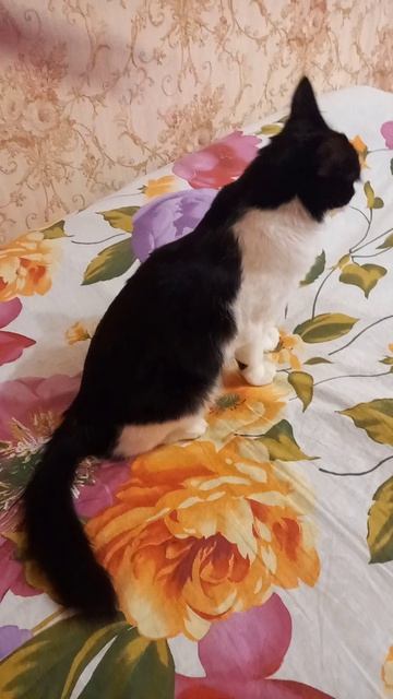 Кошка черно белая играет на одеялке.Кошки играют