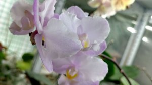 Phal Liu’s Sakura“KF”.ДОЛГОЖДАННОЕ цветение, нежная Орхидея фаленопсис Льюис Сакура с РЮШАМИ