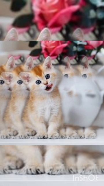 😍😋😚❤🐱