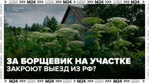 В РФ начали ограничивать выезд за границу за нарушения требований по борьбе с борщевиком - Москва 24