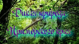 Дикая природа Приморского края