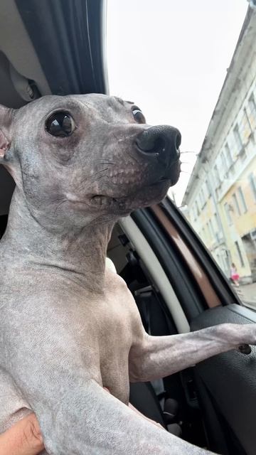 Мои питомцы ❤️