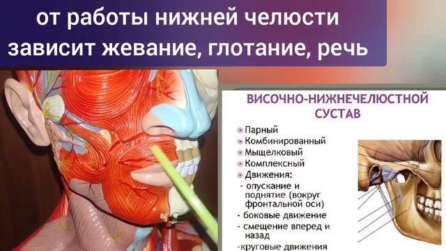 Зубы и десны влияют на зрение и слух. Методы улучшения кровоснабжения