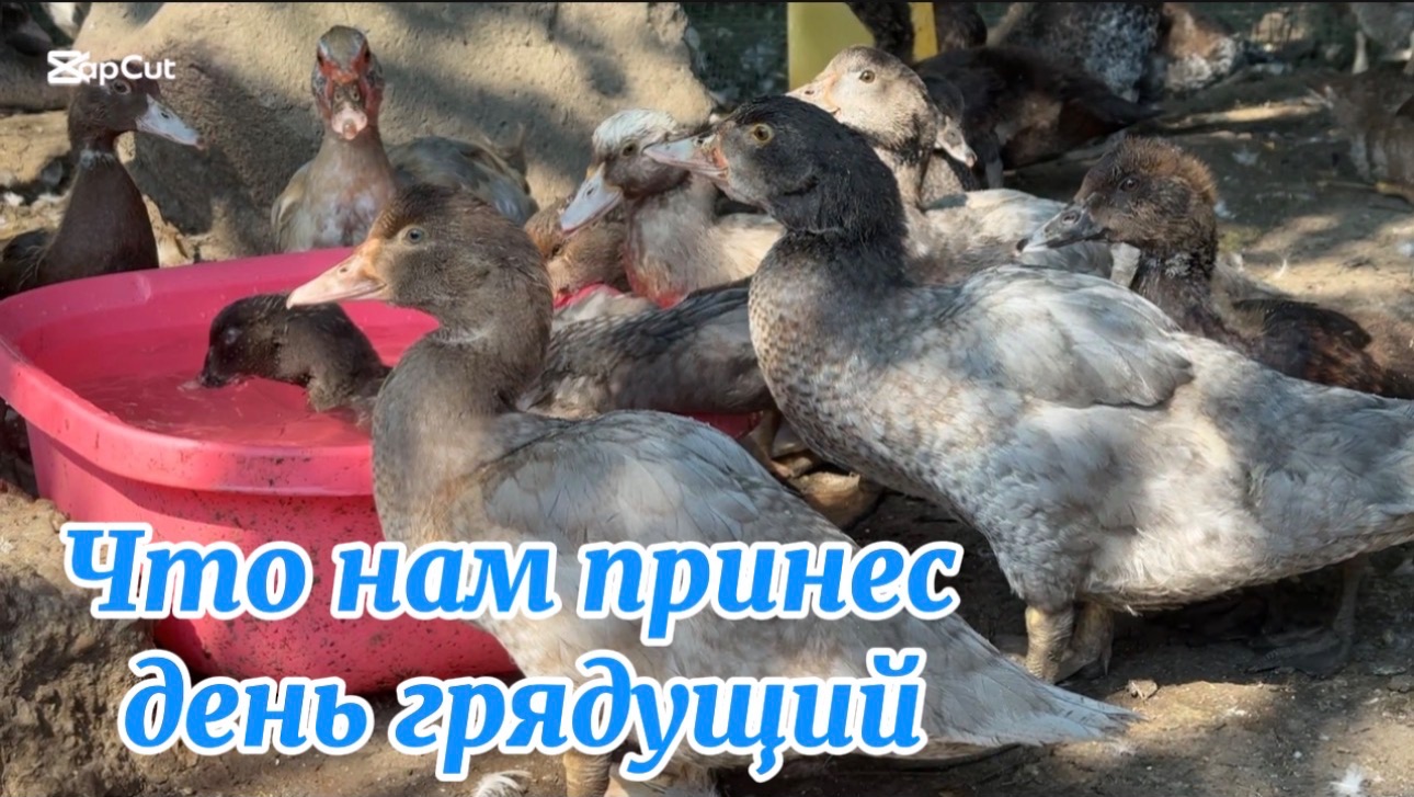 ❤️Мы нашли его!!!/ Сельчане южане, бывшие городские/ Будни подворья