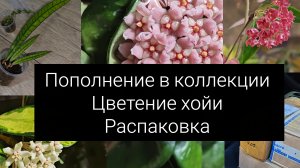 пополнение коллекции// цветение хой//распаковка