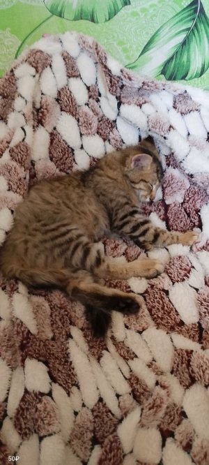 Кота лапки