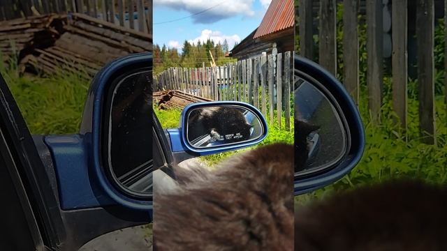 МИШКА 😻😻😻НА КАПОТЕ ЕЗДУН 😁😁😆#кот#юмор
