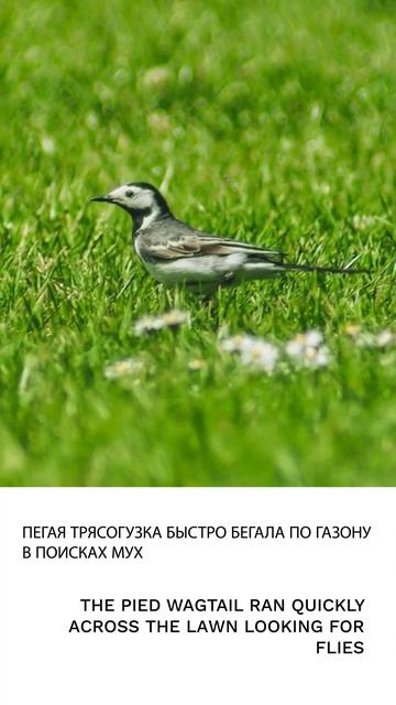 Трясогузка