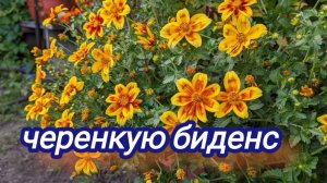 Биденс вегетативный.Как сохранить зимой