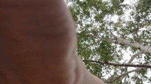 4219.mp4